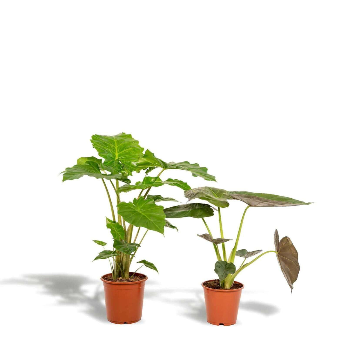 Alocasia Wentii - Ø19cm - ↕60cm + Alocasia Portodora - Ø21cm - ↕75cm