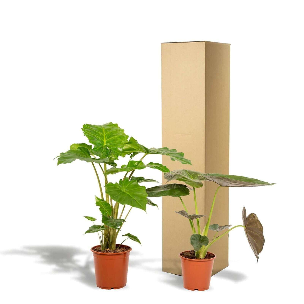 Alocasia Wentii - Ø19cm - ↕60cm + Alocasia Portodora - Ø21cm - ↕75cm