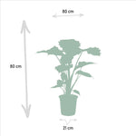 Alocasia Wentii - Ø19cm - ↕60cm + Alocasia Portodora - Ø21cm - ↕75cm