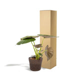 Alocasia Wentii - Ø19cm - ↕65cm + Mand Igmar