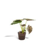 Alocasia Wentii - Ø19cm - ↕65cm + Mand Igmar