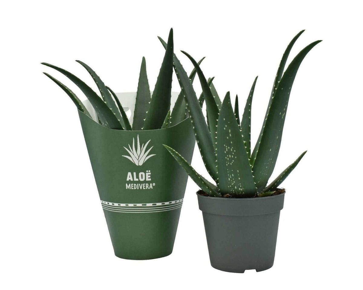 Aloe MEDIVERA® Equator - Ø14cm - ↕30cm