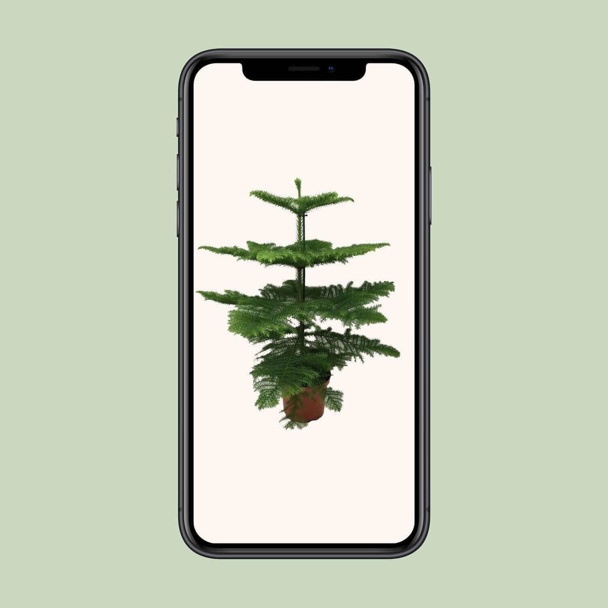 Araucaria Heterophylla - Ø21 - ↨70cm