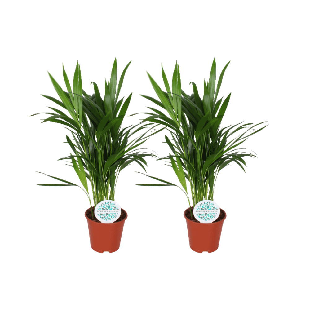 Areca Dypsis Lutescens - 2 stuks - Ø14cm - ↕50cm