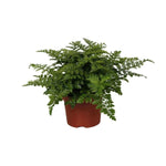 Asplenium Parvati - Ø12cm - ↕25cm