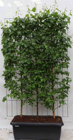 Betula pendula - ↨180cm - 1 pcs