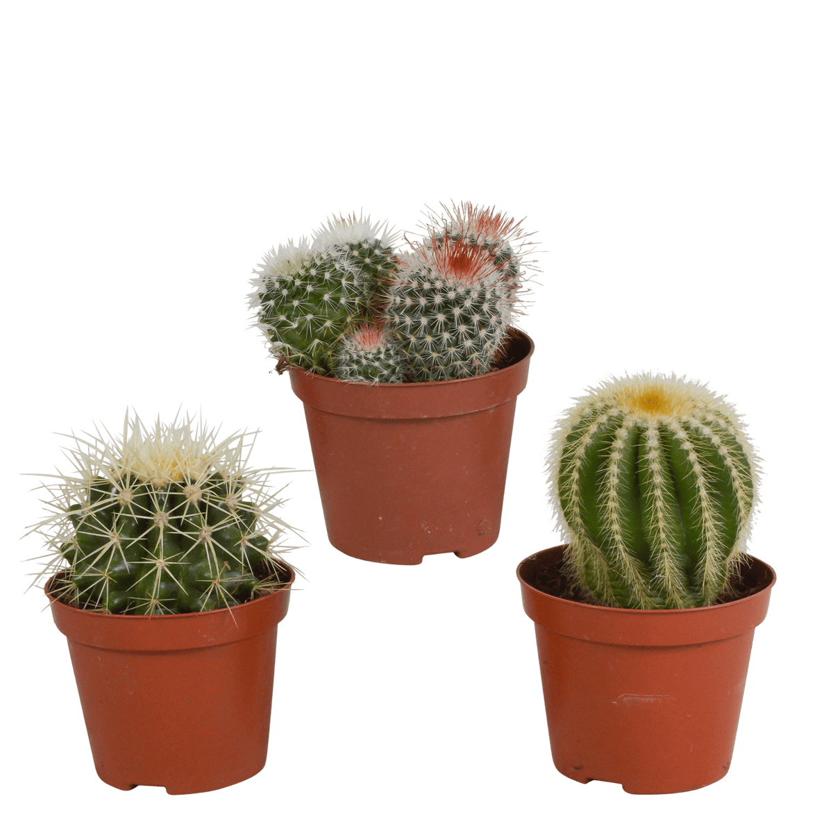 Bolcactus mix 8,5 cm | 3 stuks - zonder pot