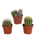 Bolcactus mix 8,5 cm | 3 stuks - zonder pot