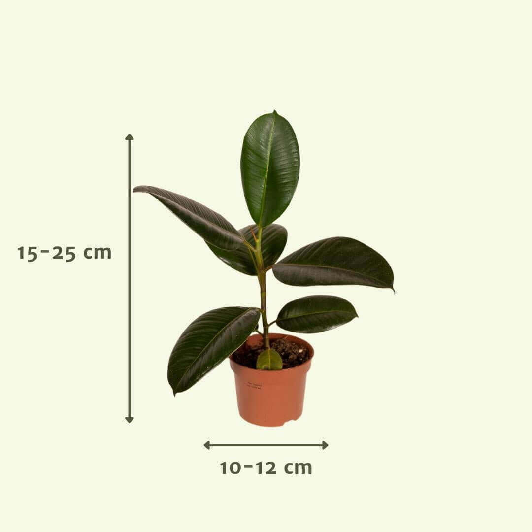 Buitenbeentjesbox - Ø12cm - 10x