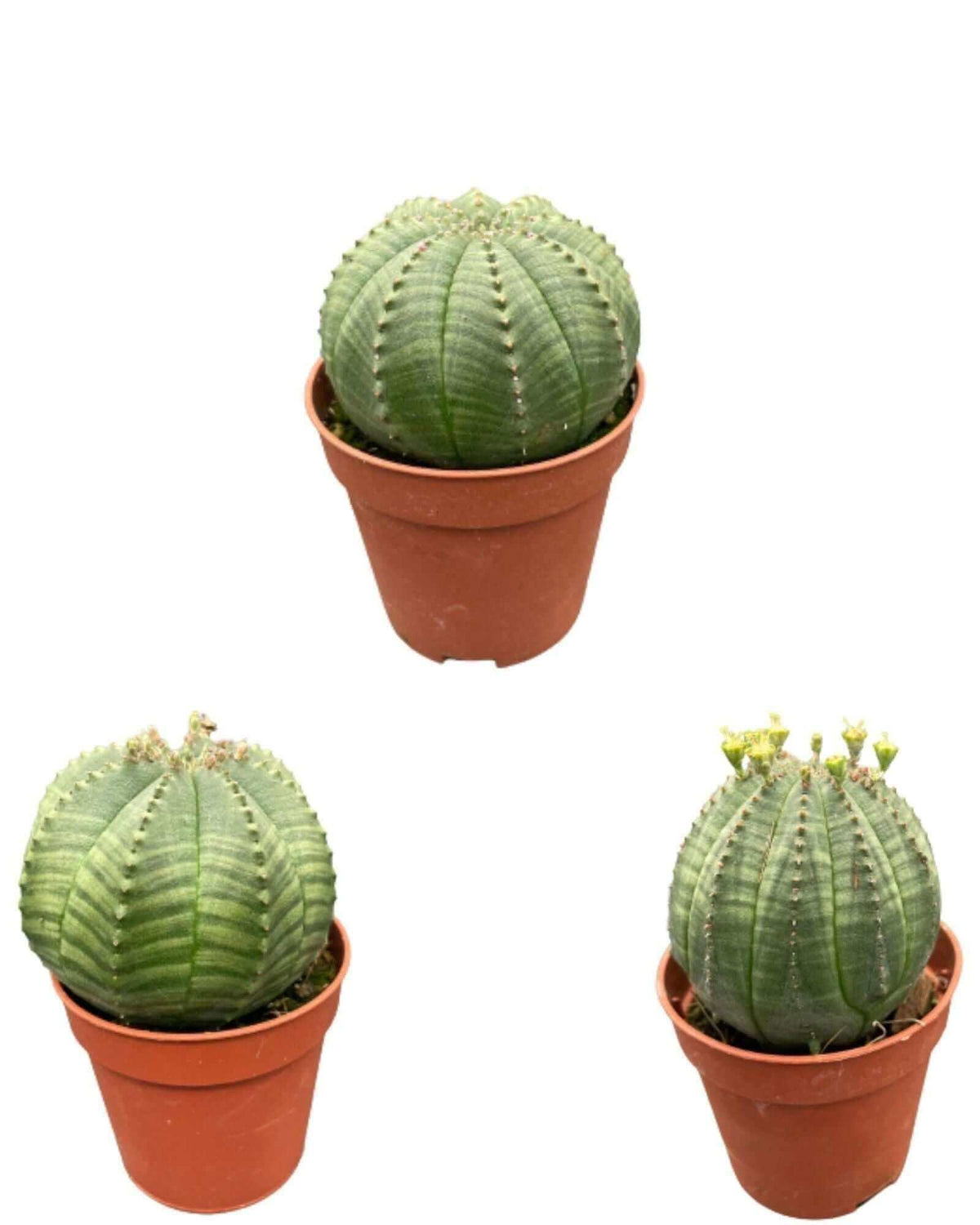 Cactus- Euphorbia obesa- 5.5cm potten- 6-9cm Hoog (3 Stuks)