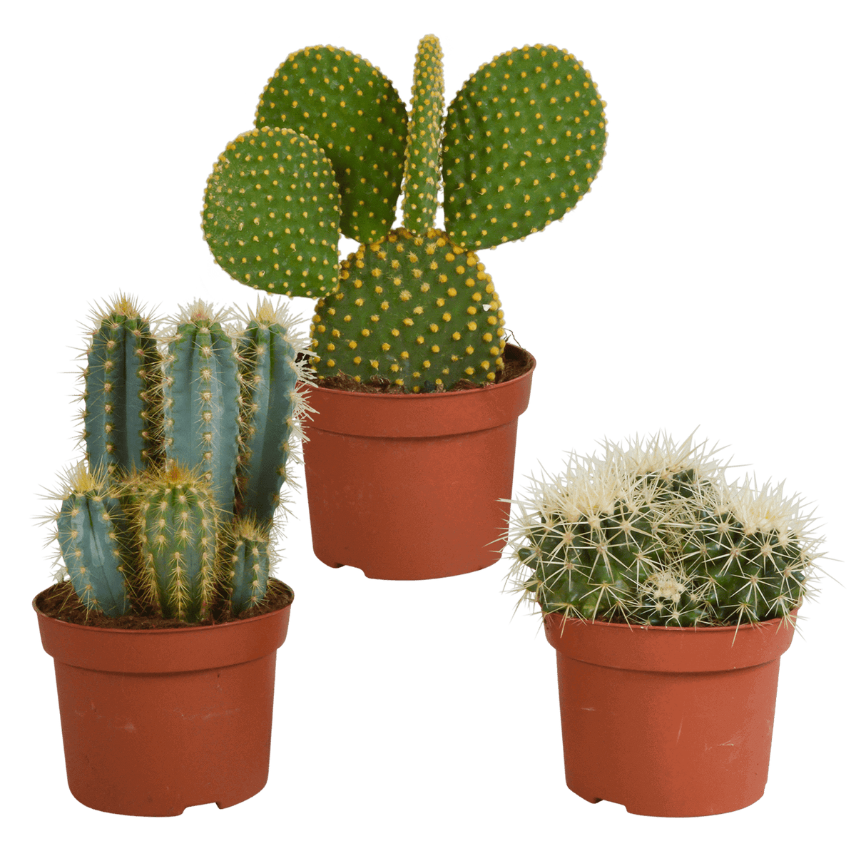 Cactus mix 10.5 cm - 3x - 12cm zonder pot