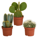 Cactus mix 10.5 cm - 3x - 12cm zonder pot