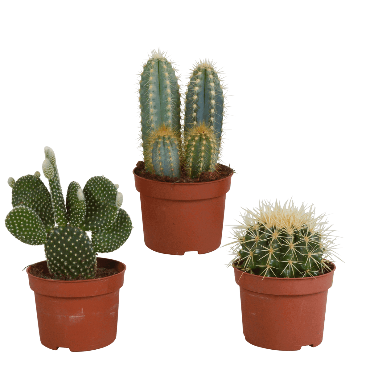 Cactus mix 10.5 cm - 3x - zonder pot