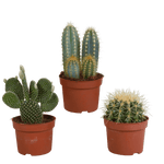 Cactus mix 10.5 cm - 3x - zonder pot