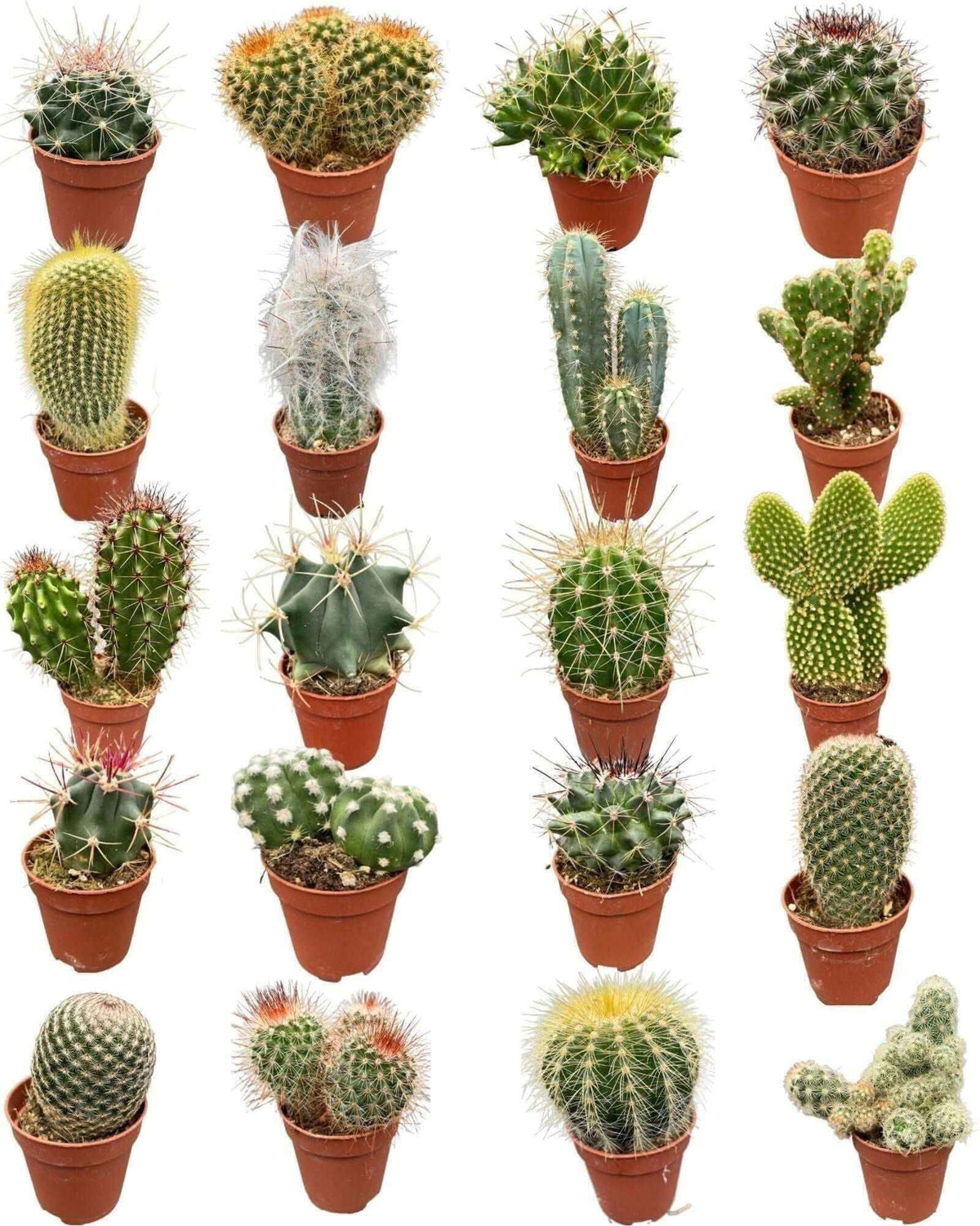 Cactus Mix 20 Verschillende Soorten- 5.5cm Potten- ↕6-12cm (20 Stuks)