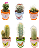 Cactus Mix - ↕8-15cm (6 Stuks) - Butterfly - Ø7.5 cm