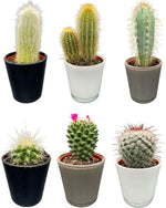 Cactus Mix - ↕8-15cm (6 Stuks) - Modern Glasses - Ø7.5 cm