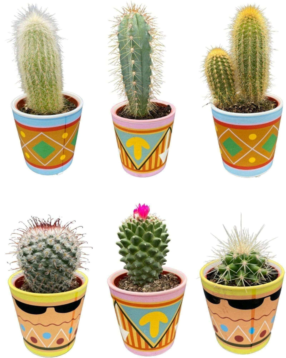 Cactus Mix - ↕8-15cm (6 Stuks) - Picaso - Ø7.5 cm