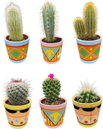 Cactus Mix - ↕8-15cm (6 Stuks) - Picaso - Ø7.5 cm