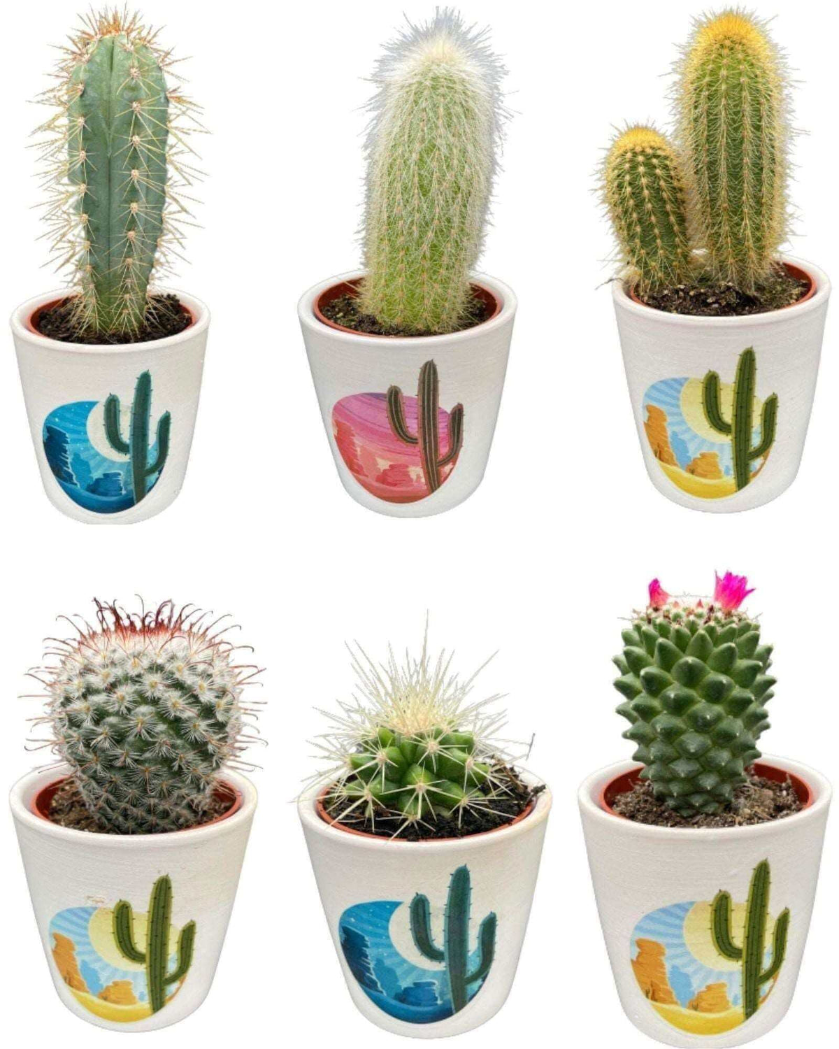 Cactus Mix - ↕8-15cm (6 Stuks) - Rising Sun - Ø7.5 cm