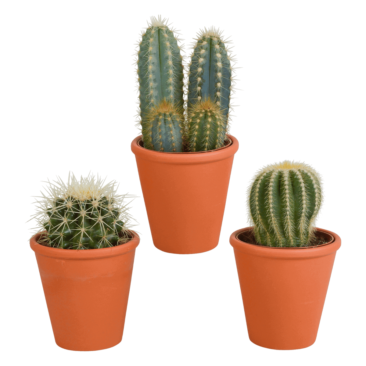 Cactus mix 8.5 cm - 3x - in terracotta pot