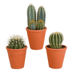 Cactus mix 8.5 cm - 3x - in terracotta pot