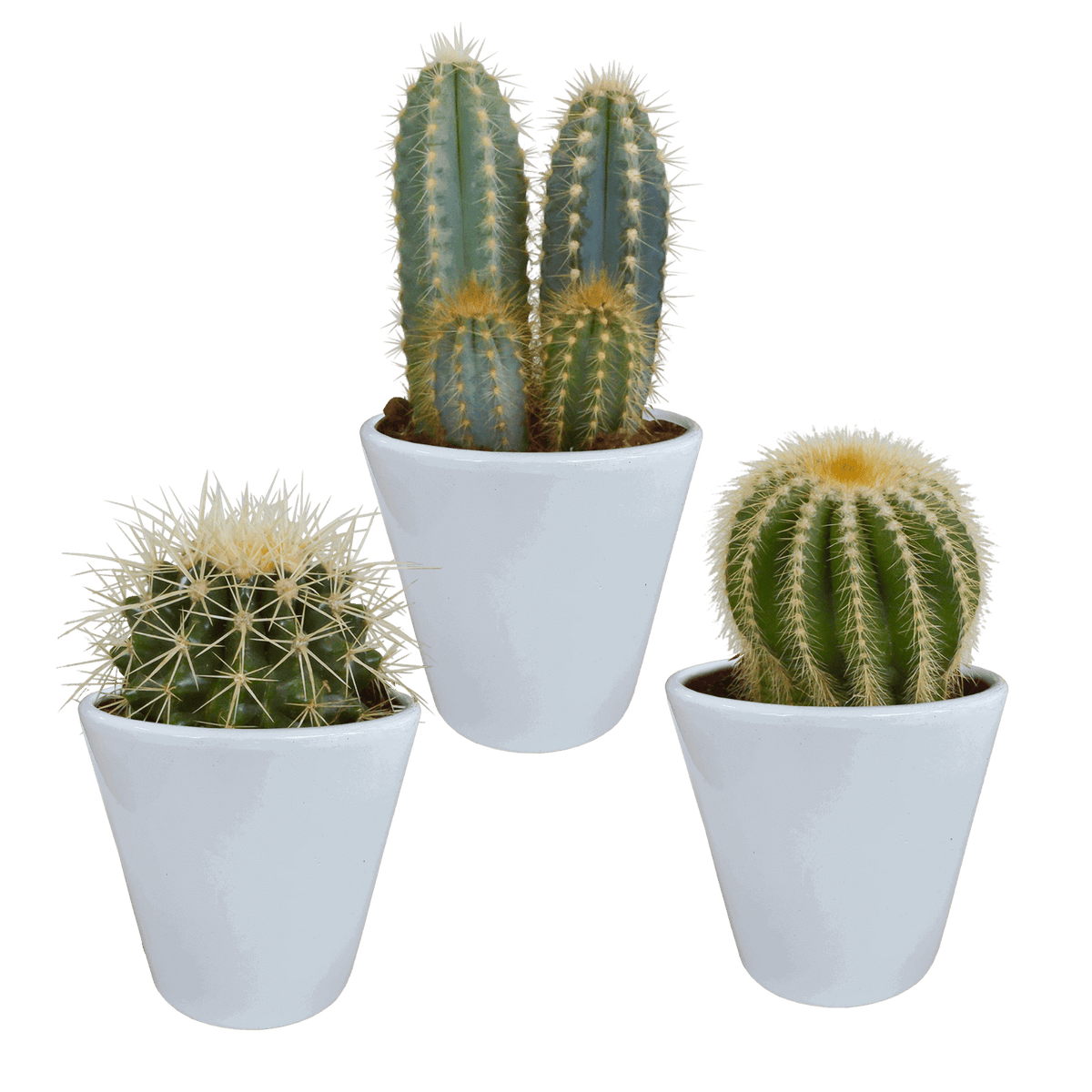 Cactus mix 8.5 cm - 3x - in witte pot