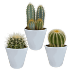 Cactus mix 8.5 cm - 3x - in witte pot