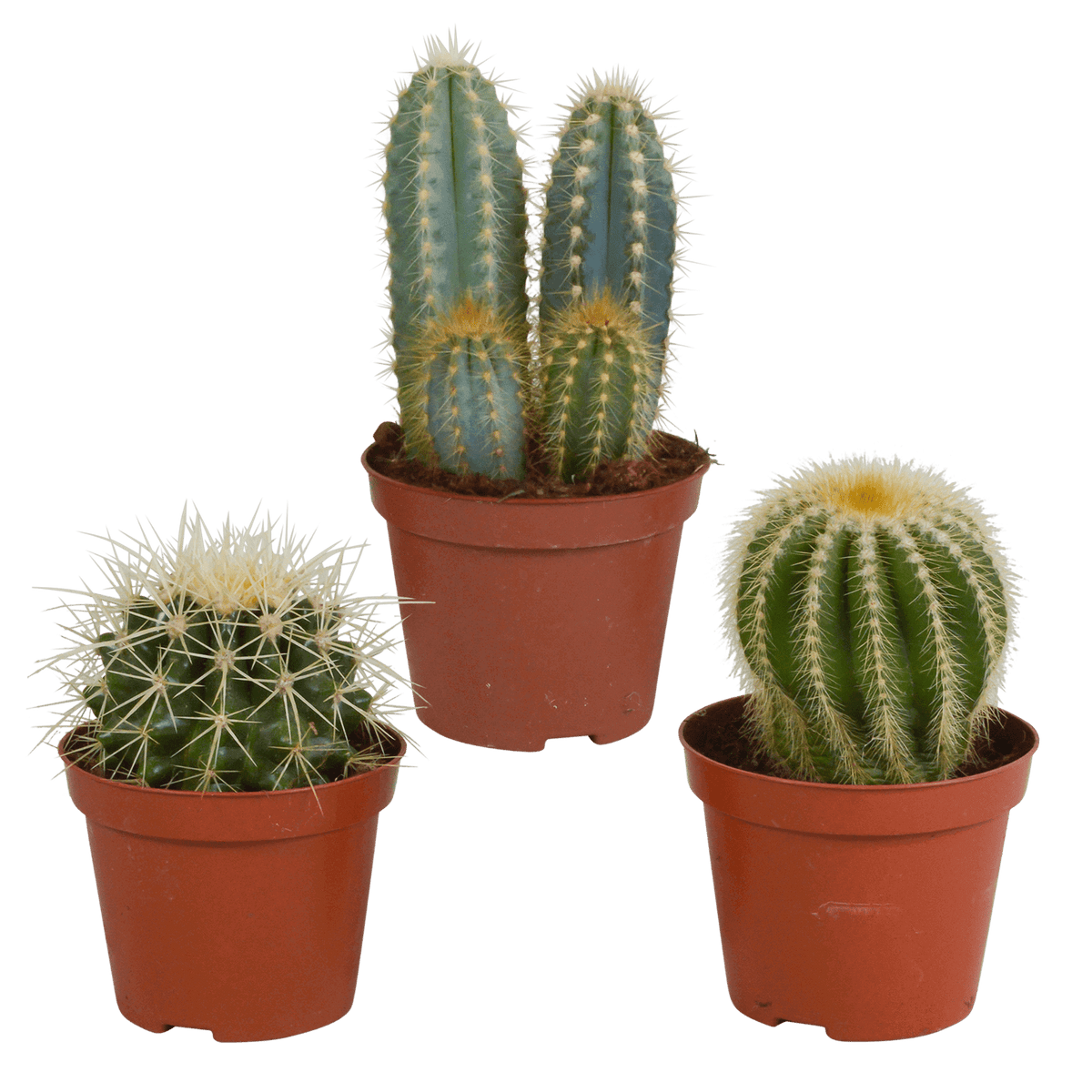 Cactus mix 8.5 cm - 3x - zonder pot