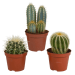 Cactus mix 8.5 cm - 3x - zonder pot