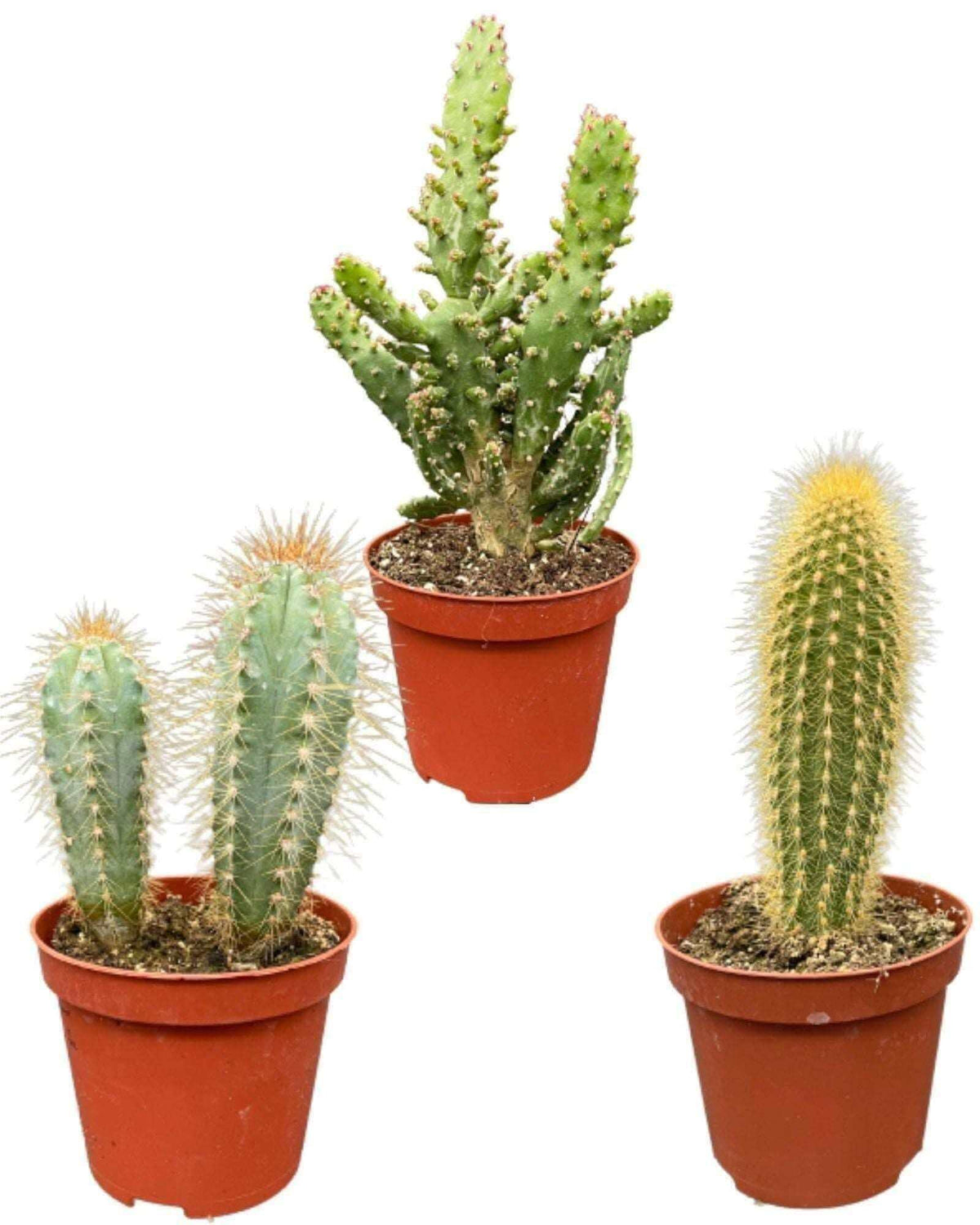 Cactus Palen Mix - ↕15-20cm (3 Stuks) - Normal - Ø8.5 cm