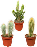 Cactus Palen Mix - ↕15-20cm (3 Stuks) - Normal - Ø8.5 cm