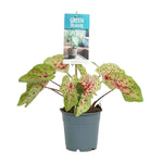 Caladium Miss Muffet - Ø12cm - ↕25cm