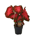 Caladium Red Flash - 65 cm - Ø21cm