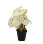 Caladium Strawberry Star - 65 cm - Ø21cm