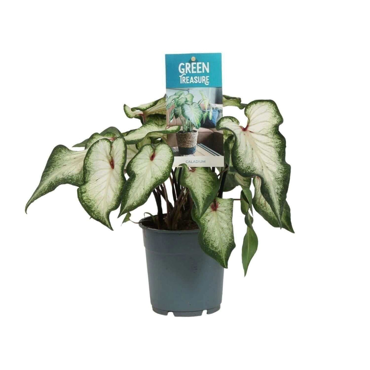 Caladium White Wonder - Ø12cm - ↕25cm