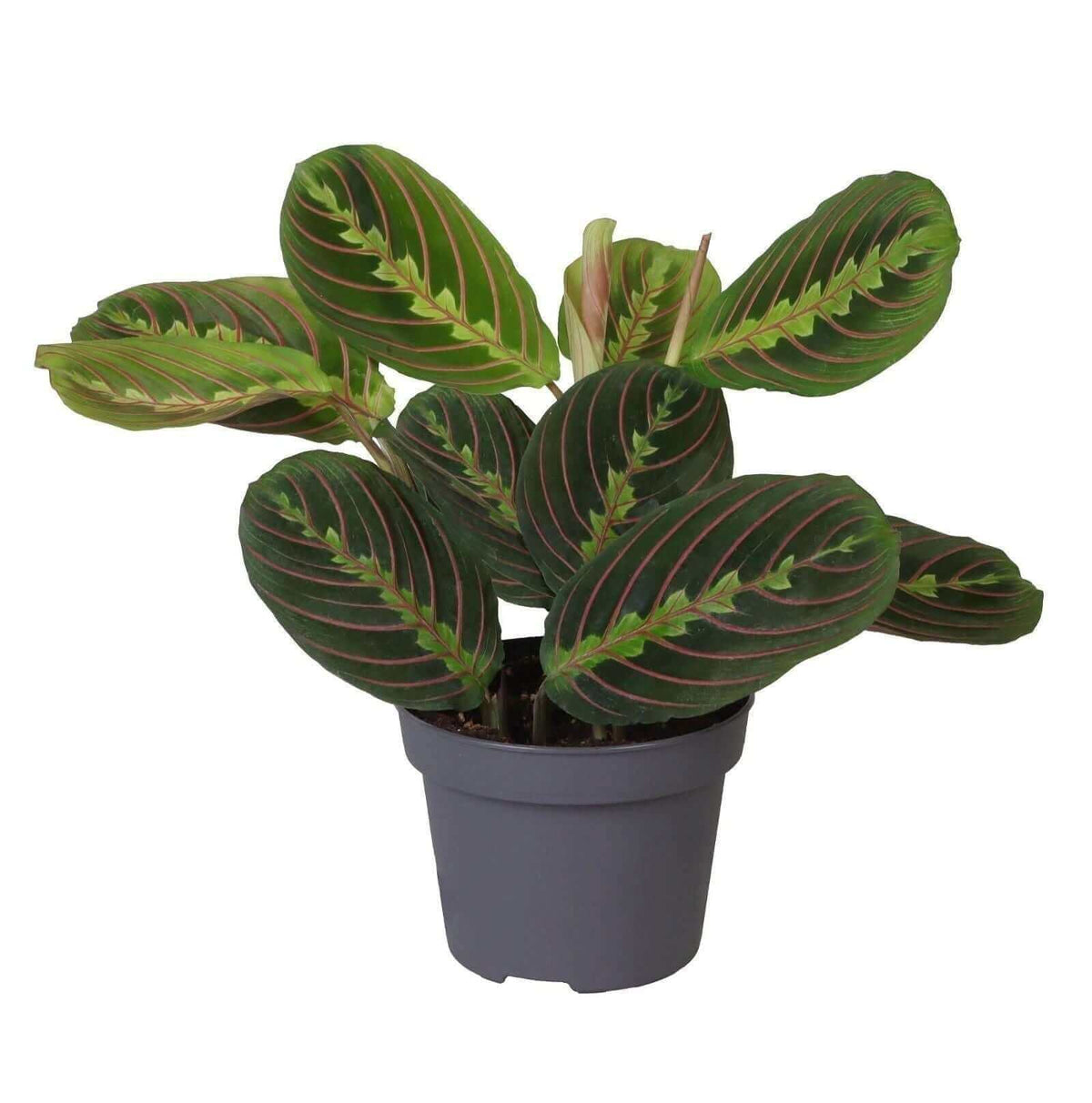 Calathea Leuconeura Red Stripe 12 Cm - Ø12cm - ↕25cm