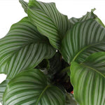 Calathea Orbifolia Ø21cm - ↕70cm in Albury NATURAL mand