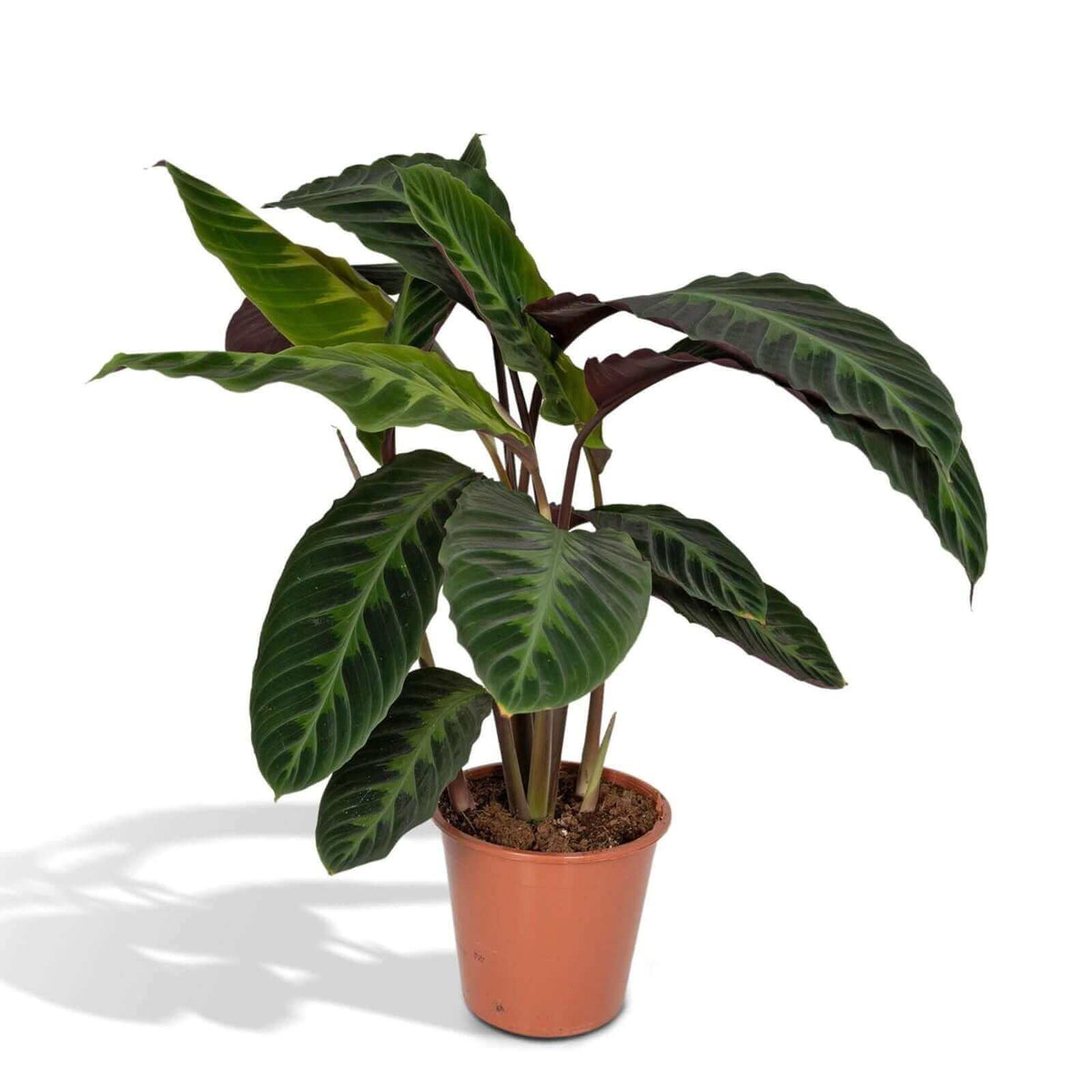 Calathea Warscewiczii - Pauwenplant - 70cm - Ø19