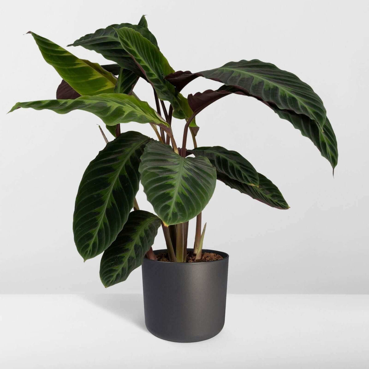 Calathea Warscewiczii - Pauwenplant - 70cm - Ø19