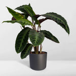 Calathea Warscewiczii - Pauwenplant - 70cm - Ø19