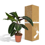 Calathea Warscewiczii - Pauwenplant - 70cm - Ø19