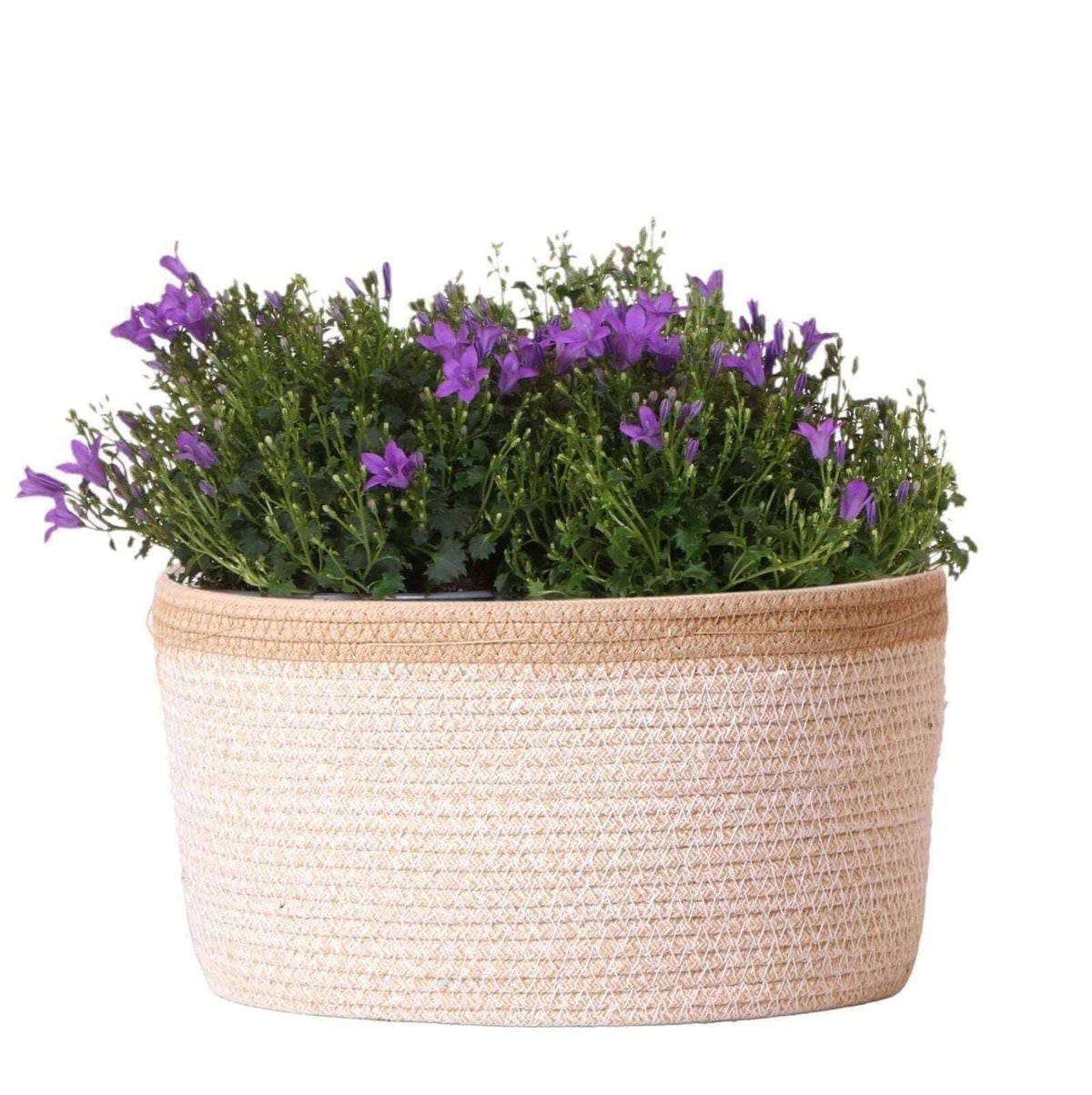 Campanula Addenda Ambella Intense purple - Cotton schaal met Campanula met watergeefsysteem - 3 stuks - Klokjesbloem paars - potmaat 12cm - binnen & buiten