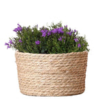 Campanula Addenda Ambella Intense purple - Rieten schaal met Campanula met watergeefsysteem - 3 stuks - Klokjesbloem paars - potmaat 12cm - binnen & buiten