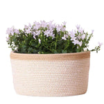 Campanula Addenda Ambella white - Cotton schaal met Campanula met watergeefsysteem - 3 stuks - Klokjesbloem wit- potmaat 12cm - binnen & buiten