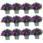 Campanula Addenda - Klokjesbloem paars potmaat 12cm - 2m2 bodembedekker - 12 stuks - Ambella purple - tuinplanten - winterhard