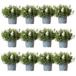 Campanula Addenda - Klokjesbloem wit potmaat 12cm - 2m2 bodembedekker - 12 stuks - Ambella white - tuinplanten - winterhard