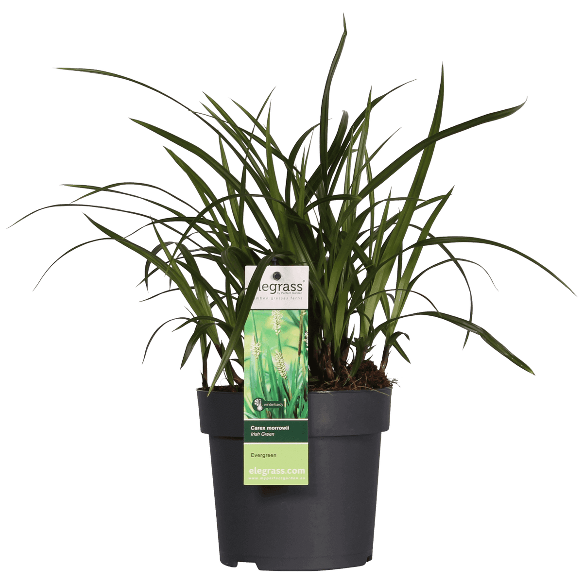 Carex morrowii Irish Green - Ø14 - ↨30cm