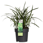 Carex morrowii Irish Green - Ø14 - ↨30cm