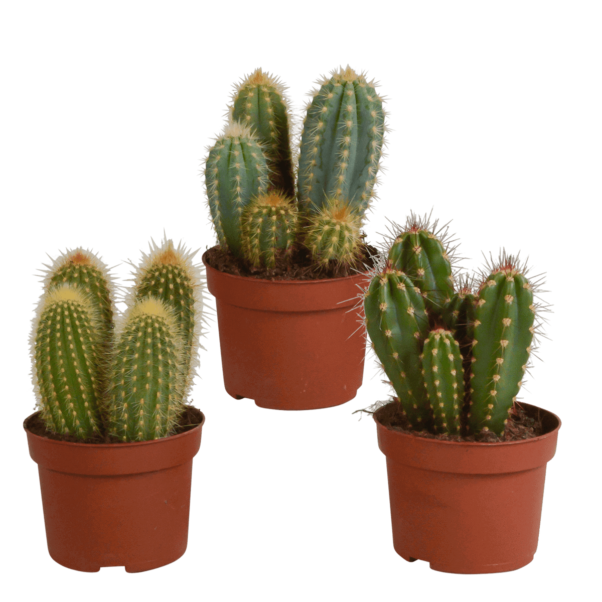 Cereus mix 10,5cm - 3x - zonder pot